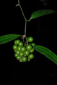 Image result for Smilacaceae