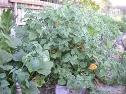 Cape Gooseberry Physallis Peruvian Is A Low Lying Bush Suitable For Su