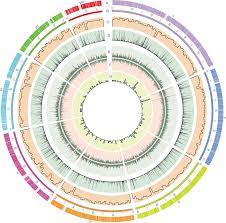 Three-Dimensional Genome Map of the Filamentous Fungus Penicillium oxalicum  | Microbiology Spectrum