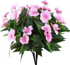 Image result for Impatiens