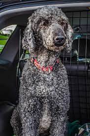 Maybe you would like to learn more about one of these? 130 Standard Poodle Grey Photos Free Royalty Free Stock Photos From Dreamstime