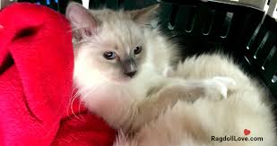 What is the current ragdoll cat price? What You Need To Know About The Real Costs Of Owning A Ragdoll Cat