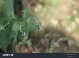 Image result for Cynoglossum lanceolatum