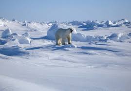 41 polar bear jobs available on indeed.com. Listing The Polar Bear Saving Earth Encyclopedia Britannica