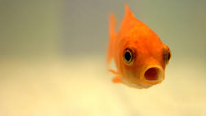 Goldfische sind beliebte süßwasserfische, die wegen ihrer einfachen pflege gerne im gartenteich gehalten werden. Gefahrliche Goldfische Wissen Fur Kids Jung Aktiv Themen Wwf Osterreich Artenschutz Naturschutz Klimaschutz