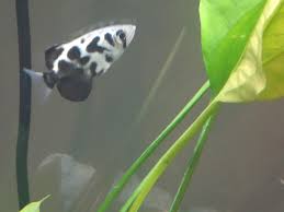Archer fish secrete a type of mucus, or slime, from their skin. My New Cloud Archer Fish The Colors Are Even More Vivid And Beautiful In Person Aquariums