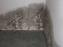What does basement mold smell like? 45 Mold Prevention Removal Tips Don T Let Mold Damage Your Home