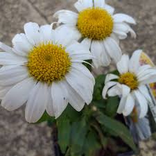 'snow lady appropriately named reminiscent of new fallen snow. Leucanthemum X Superbum Snow Lady Shasta Daisy Snow Lady In Gardentags Plant Encyclopedia