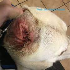 My Dog S Ears Are Red And Smelly West Lake Animal Hospital