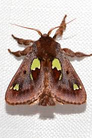 Image result for Euclea