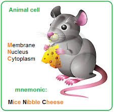 1.1) characteristics of living organisms Structure Biology Notes For Igcse 2014