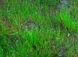Dwarf Hair Grass Dry Start From Seeds | The Planted Tank Forum