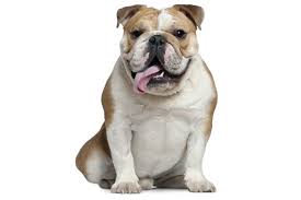 En 1921, des émeutes ethniques éclatent dans cette ville de l'oklahoma : Bulldog Anglais Education Caractere Sante Prix Budget