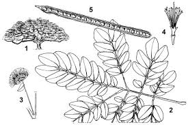 Image result for Samanea saman