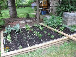 My Backyard Vegetable Garden Home Vegetable Garden Veggie Garden Design Garden Layout Vegetable