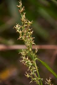 Image result for Scleria