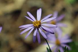 Image result for Felicia filifolia