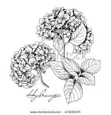 Set Of A Hydrangea Flowers And Leaf Vector Black And White Illustration Pencil Drawings Of Flowers Flower Line Drawings Flower Tattoo Drawings