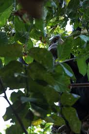 Image result for Pseudospondias