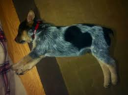 Black Australian Cattle Dog Blue Heeler Look At His Black Heart Spot Austrailian Cattle Dog Heeler Puppies Blue Heeler Dogs