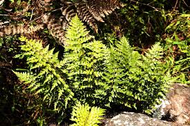 Image result for Asplenium aethiopicum