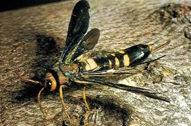 The pigeon horntail wasp is a huge wasp species even larger than the metricus wasp or the executioner wasp. Tremex Columba Alchetron The Free Social Encyclopedia