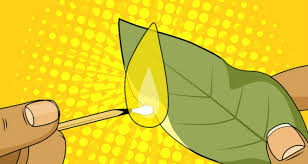 Learn more about bay leaf uses, effectiveness, possible side effects, interactions, dosage bay leaf is an herb that is commonly used in cooking. 7 Things That Happen If You Burn A Bay Leaf