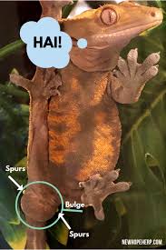 Gecok genjer | genjer yang biasanya dibuat menjadi lotek atau bisa juga dibuat lalab, namun kali ini genjer akan kami buat menjadi tum. 5 Extremely Easy Ways To Sex Your Crested Gecko New Hope Herp