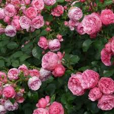 Hol dir den perfekten begleiter genau für dein. Gartenpflanzen Schone Stauden Online Kaufen Dehner