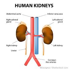 Where Are The Kidneys And Liver Located