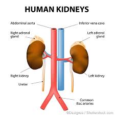 In fact, it is so tightly packed into the ribcage that a slight impression is often left on the top of the liver. Where Are The Kidneys And Liver Located