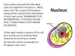 Some cells have a single nucleolus, and some have more. Plant Cell Or Animal Cell Ppt Video Online Download