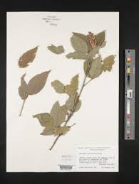 Image result for Desmodium psilocarpum