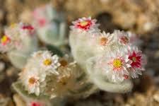 Image result for Helichrysum argyrosphaerum