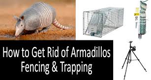 This can be difficult because first you to have to buy or rent a trap. How To Get Rid Of Armadillos Fencing Trapping 2021 Buyer S Guide