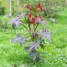 Image result for Ricinus communis