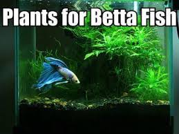 Do Betta Fish Sleep Betta Fish Betta Fish Tank Betta