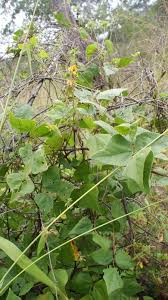 Image result for Rhynchosia resinosa