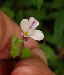 Image result for Diclis