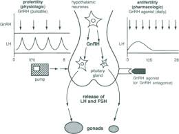Image result for GnRH Stimulation Test