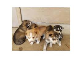 Proven tips from dog experts that has worked for more than 875,000 dog owners worldwide. Siberian Husky Puppy For Sale By Owneroregon Puppies For Sale Near Me