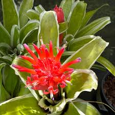 Image result for Berlinia orientalis