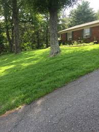 Trees good for hillsides and slopes. Dealing With Sloping Lawns Tips For Growing Grass On A Slope