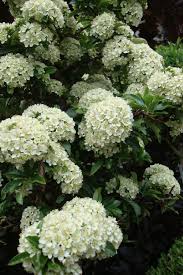 Image result for Pycnosphaera buchananii