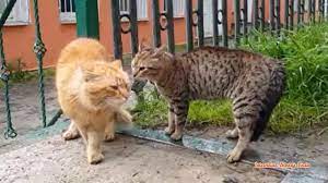 Pin By Ali Dikdere On Cat Angry Cat Funny Animal Videos Cats Meow
