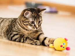 Katzenfotograf Freiburg Offenburg Lorrach