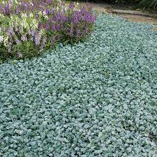 Image result for Dichondra