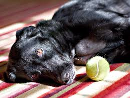 What Are The Symptoms Of Strokes In Dogs Petfinder