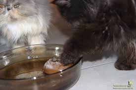 Ich biete diesen zahnpflegewurm für katzen zum kauf an. Produktvorstellung Bavarian Catnip Katzenminzetee