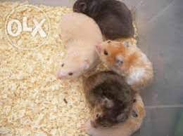She is nocturnal and loves to run on he. Archive Cute Long Hair Hamsters For Sale Kochi Animals Hamsters For Sale Hamster Long Hair Styles